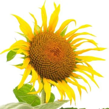 Sunflower flower Stock Photos