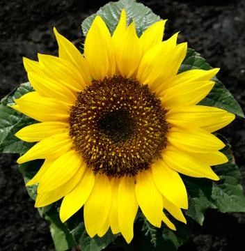 Sunflower flower Stock Photos