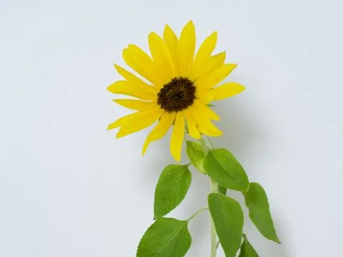 Sunflower flower Stock Photos