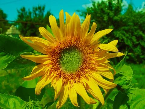 Sunflower flower Stock Photos