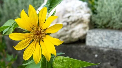 Sunflower flower Stock Photos