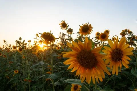 Sunflower flower Stock Photos