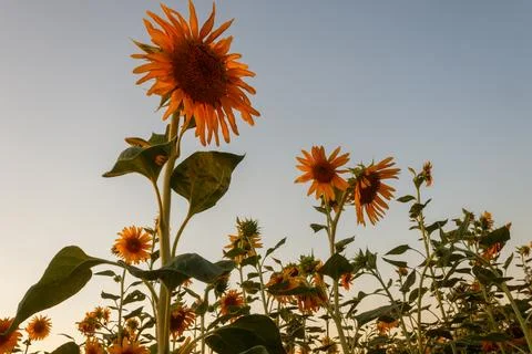 Sunflower flower Stock Photos