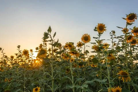 Sunflower flower Stock-Fotos