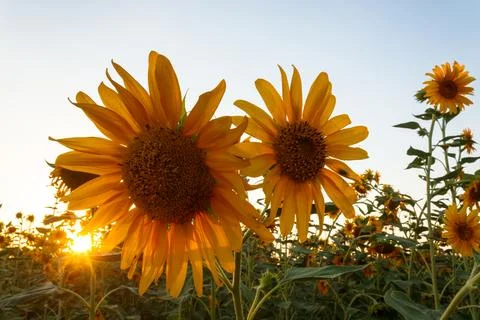 Sunflower flower Stock-Fotos