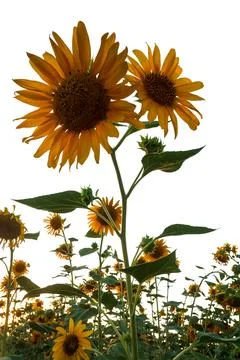 Sunflower flower Stock Photos