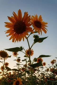 Sunflower flower Stock Photos