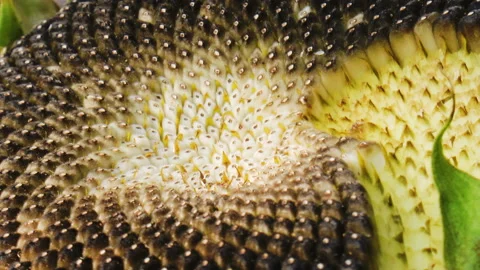 Sunflower flower with seeds Stock Footage 94954036