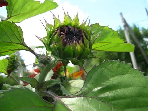 Sunflower flower in spring Stock Photos