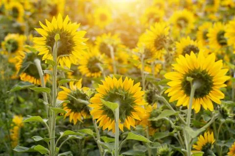 Sunflower flower for use as a background. Stock Photos
