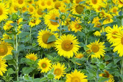 Sunflower flower for use as a background. Stock Photos