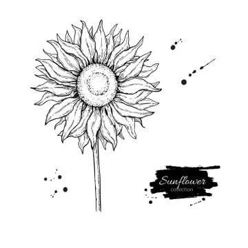 Sunflower flower vector drawing. Hand drawn illustration isolated on white ba Stock Illustration