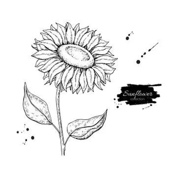 Sunflower flower vector drawing. Hand drawn illustration isolated on white ba Stock Illustration