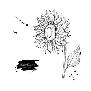 Sunflower flower vector drawing. Hand drawn illustration isolated on white ba Stock Illustration