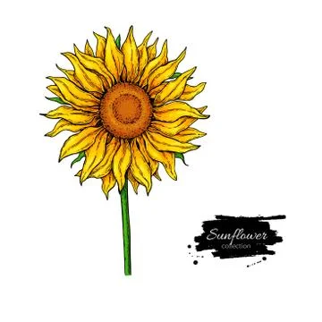 Sunflower flower vector drawing. Hand drawn illustration isolated on white ba Stock Illustration