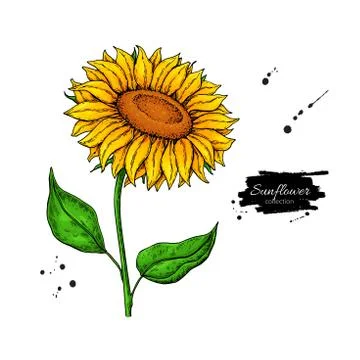 Sunflower flower vector drawing. Hand drawn illustration isolated on white ba Illustrazione stock