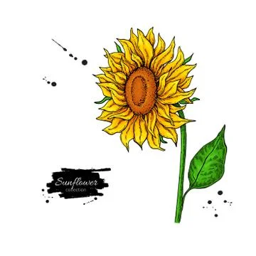 Sunflower flower vector drawing. Hand drawn illustration isolated on white ba Stock Illustration