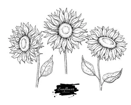 Sunflower flower vector drawing set. Hand drawn illustration isolated on whit Stock Illustration