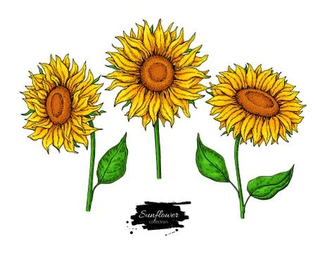 Sunflower flower vector drawing set. Hand drawn illustration isolated on whit Stock Illustration