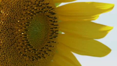 Sunflower flower in the wind Видео 234964284
