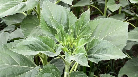 Sunflower in flowering Stock Footage 91037125