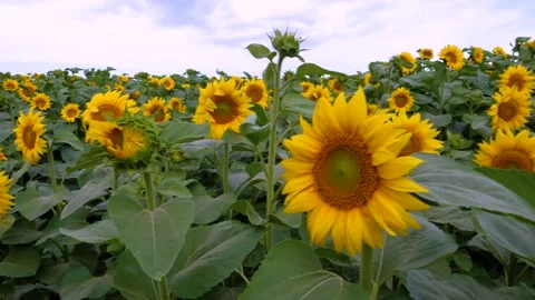 Sunflower flowers against background of clouds. Beautiful fields with sunflowers Stock-Footage 156719685