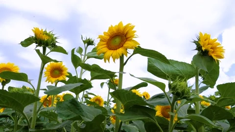 Sunflower flowers against background of clouds. Beautiful fields with sunflowers Stock Footage 156719756