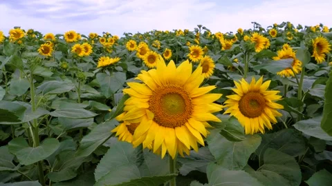 Sunflower flowers against background of clouds. Beautiful fields with sunflowers Video stock 156719904