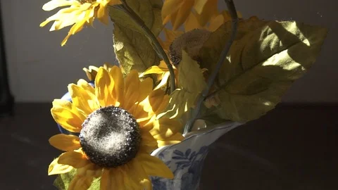 Sunflower Flowers Stock Footage 98100701