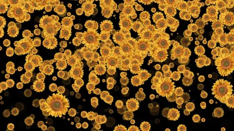 Sunflower Flowers Raising Up Seamless Loop Motion Background Stock Footage 129176899