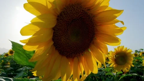 Sunflower flowers - sunset Stock Footage 258223063