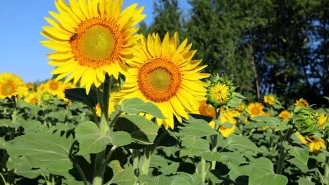 Sunflower flowers sway in the wind Stock Footage 159442786