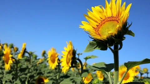 Sunflower flowers sway in the wind 库存影片 159442787