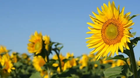 Sunflower flowers sway in the wind Video stock 159442793