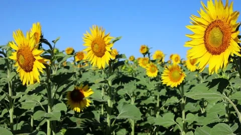 Sunflower flowers sway in the wind Video stock 159442798