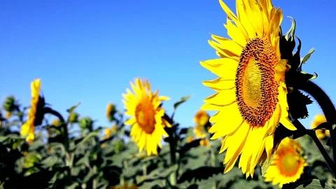 Sunflower flowers sway in the wind Stock Footage 159442799