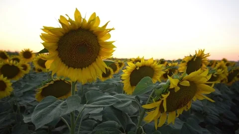 Sunflower Fly-By Stock Footage 77903150