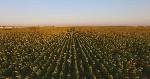 Sunflower Fly-Over Stock Footage 77971412