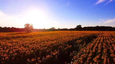 Sunflower fly over Stock Footage 112757067