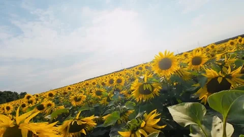 Sunflower flyby Stock Footage 313433279