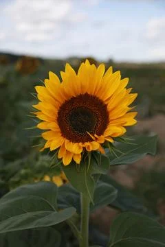 Sunflower in focus Foto stock