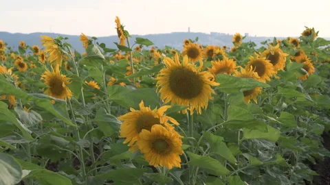 Sunflower foeld Stock Footage 171315561