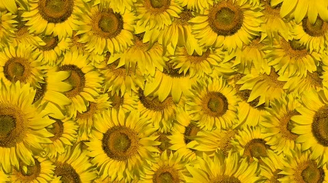 Sunflower Video stock 353674