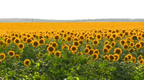 Sunflower Stock Footage 480608