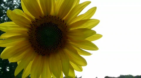 Sunflower Video stock 782912
