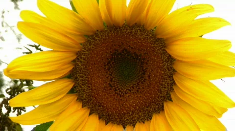 Sunflower Stock Footage 857289