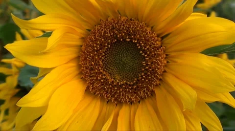 Sunflower Stock Footage 916209
