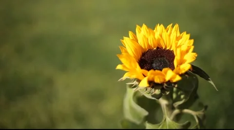 Sunflower Stock Footage 919624