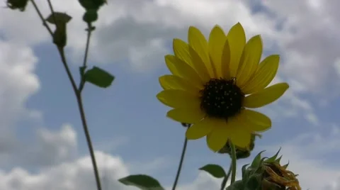 Sunflower Stock-Footage 1077780
