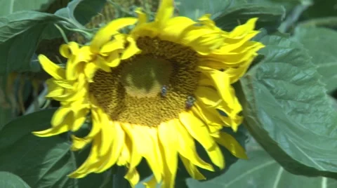 Sunflower 스톡 동영상 5426293